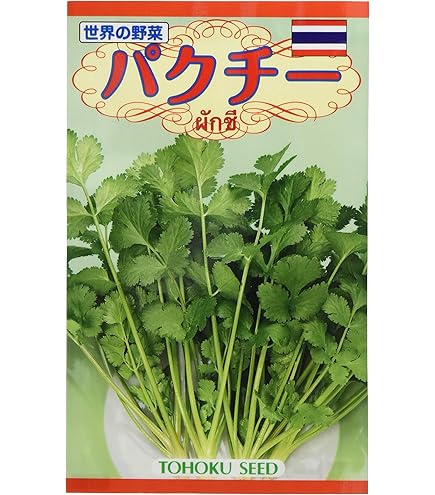 Amazon.co.jp: 植物種子 香りが濃い!寒さと暑さに強い パクチー